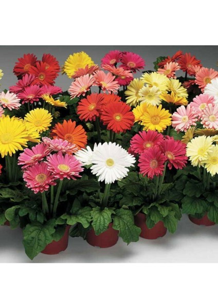Karışık Renkli Gerbera Çiçeği Tohumu