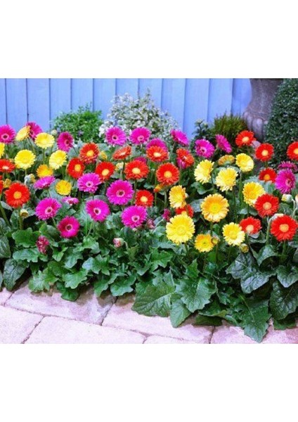 Karışık Renkli Gerbera Çiçeği Tohumu