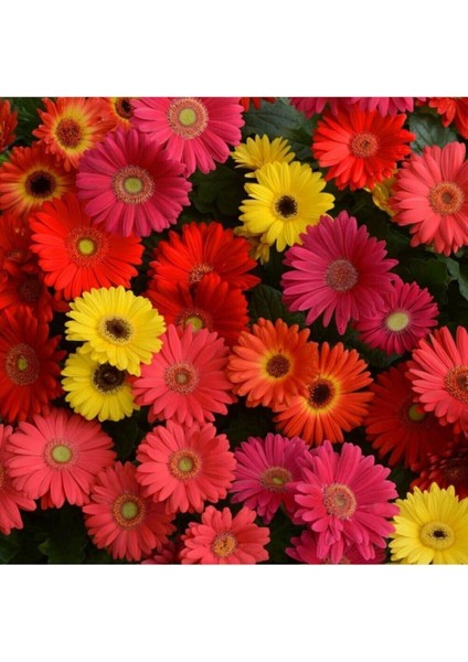 Karışık Renkli Gerbera Çiçeği Tohumu