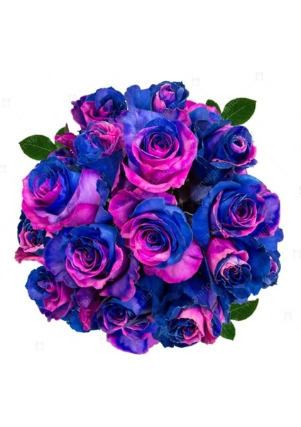 5 Adet Satürnrose Gül Tohumu