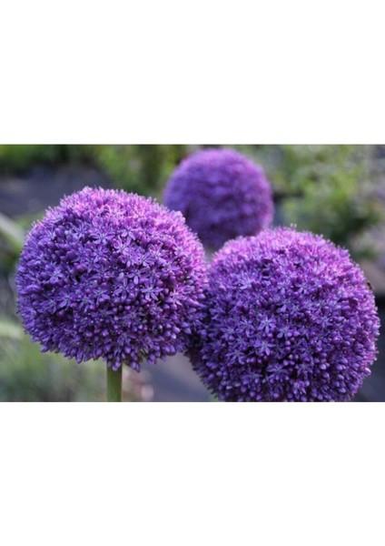 10 15 Adet Mor Snowball-Kartopu Çiçek Tohumu