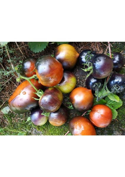 20 Adet Chestnut Chocolate Domates Tohumu fiyatları