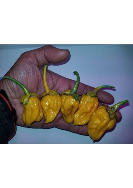 20 Adet Lucifer's Lemons Biber Tohumu