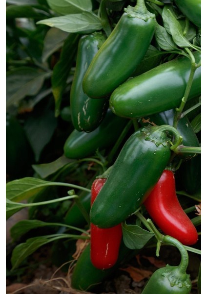 Acı Jalapeno Biberi Tohumu 20+ Adet