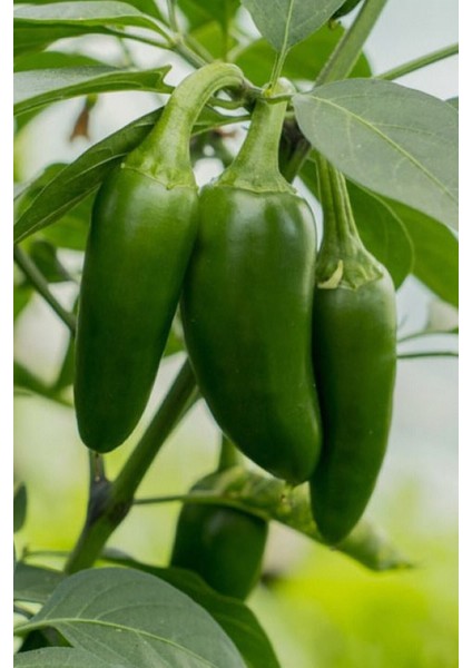 Acı Jalapeno Biberi Tohumu 20+ Adet fiyatları