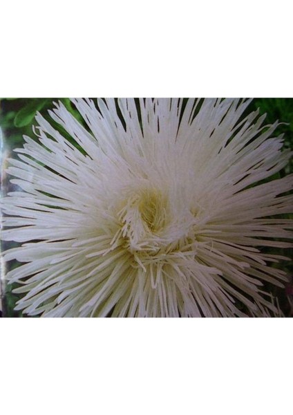 10 Adet Natural Needle Aster Isolda Heirloom Tohumu fiyatları