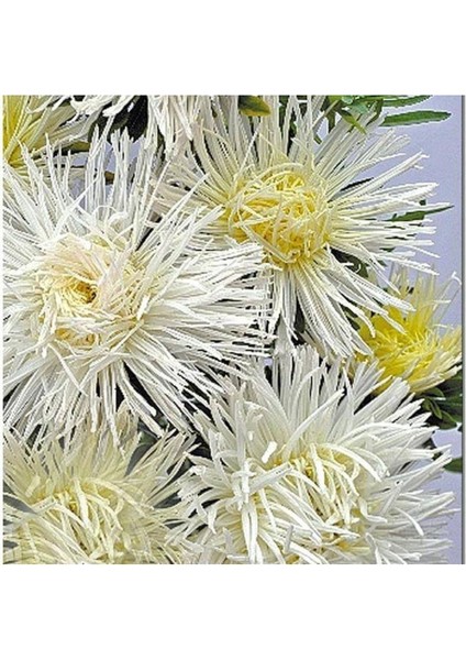 10 Adet Natural Needle Aster Isolda Heirloom Tohumu modelleri