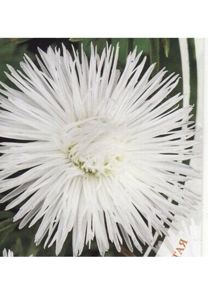 10 Adet Natural Needle Aster Isolda Heirloom Tohumu indirimleri
