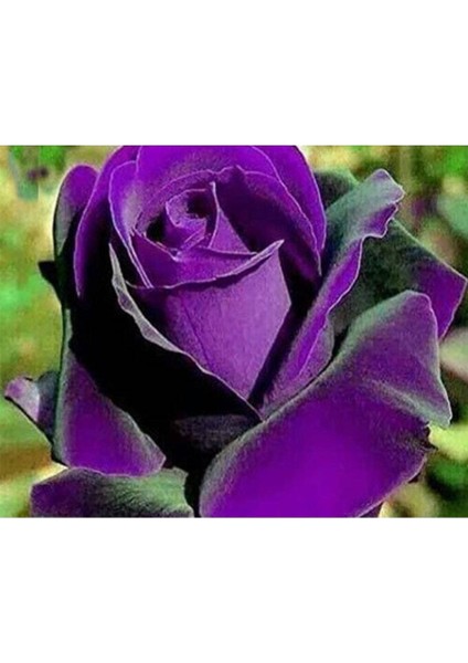 5 Adet Dragon Rose Purple Tohumu