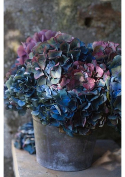 Koyu Mavi Pembe Karışık Ortanca Çiçeği Tohumu-10 15 Adet