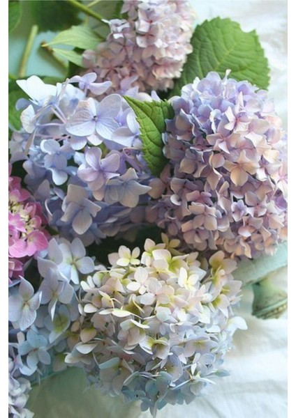 Pudra Ebruli Ortanca Çiçeği Tohumu-10 15 Adet