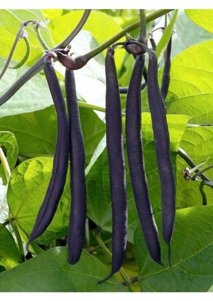 20 Adet Yediveren Siyah Fasulye Tohumu fiyatları