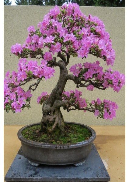 Bonsai Bonzai Ağacı Tohumu 5 Adet