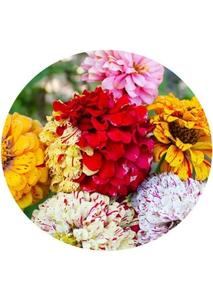 Karışık Renkli Lekeli Zinnia Çiçeği Tohumu