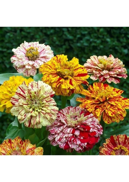 Karışık Renkli Lekeli Zinnia Çiçeği Tohumu fiyatları