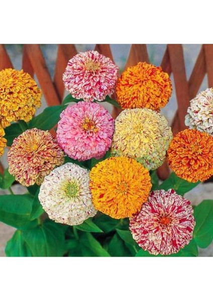 Karışık Renkli Lekeli Zinnia Çiçeği Tohumu modelleri
