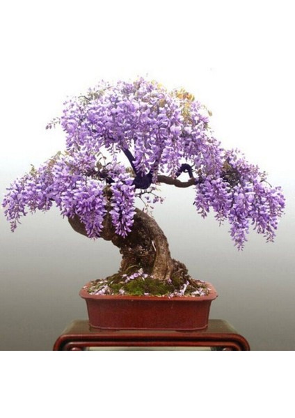 Wisteria Bonsai Ağacı Tohumu 3 Adet