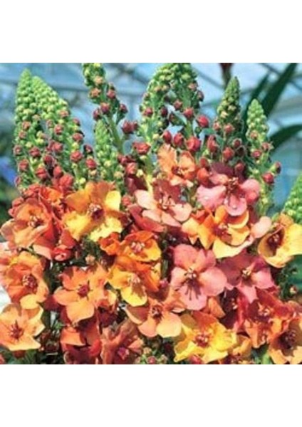 20 Adet Mıxed Colors Verbascum Tohumu