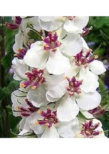 20 Adet Mıxed Colors Verbascum Tohumu