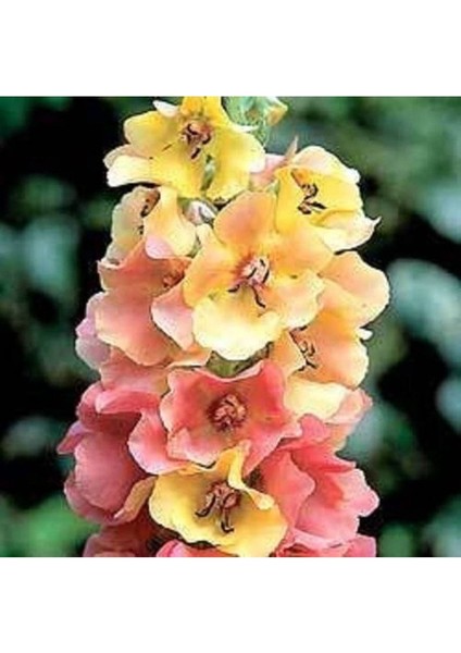 20 Adet Mıxed Colors Verbascum Tohumu