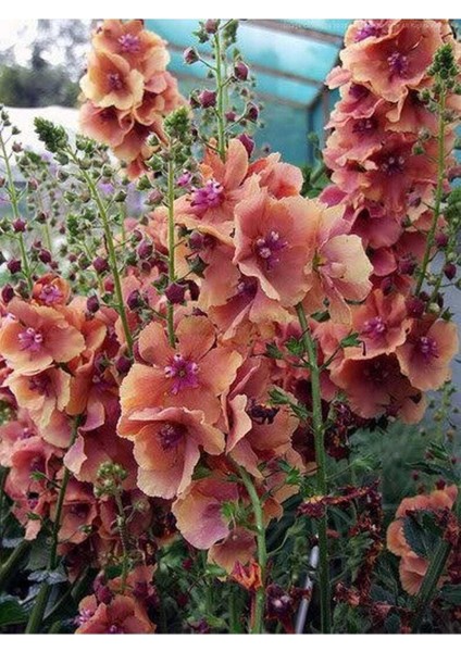 20 Adet Mıxed Colors Verbascum Tohumu