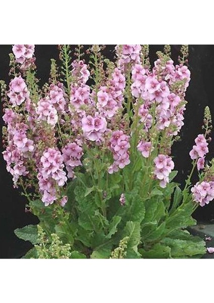 20 Adet Mıxed Colors Verbascum Tohumu