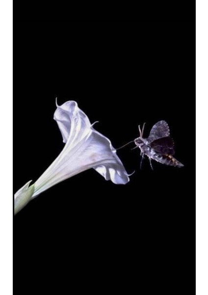 5 Adet Sacred Fragrant Moon Tohumu