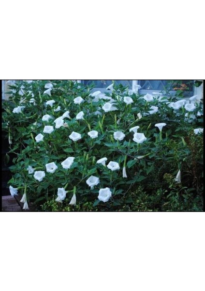 5 Adet Sacred Fragrant Moon Tohumu
