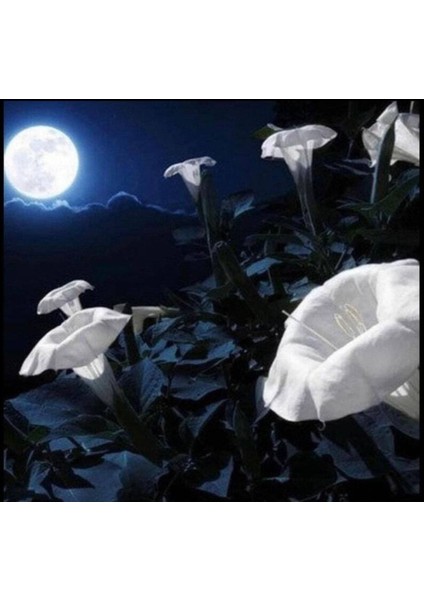 5 Adet Sacred Fragrant Moon Tohumu