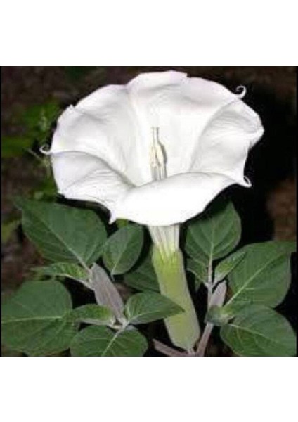 5 Adet Sacred Fragrant Moon Tohumu