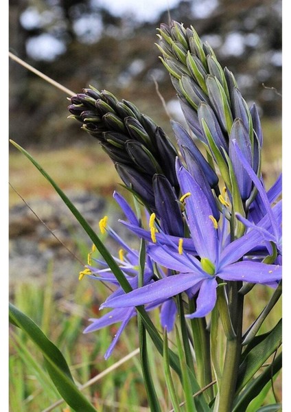 20 Adet Blue Camas Tohumu