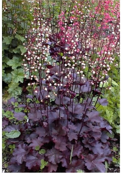 20 Adet Palace Purple Heuchera / Coral Bells Micrantha Tohumu