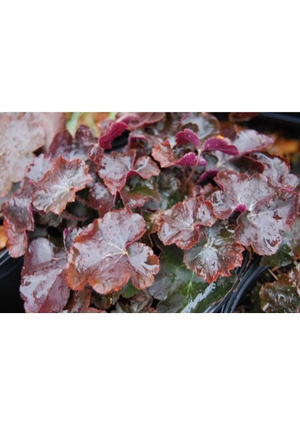 20 Adet Palace Purple Heuchera / Coral Bells Micrantha Tohumu