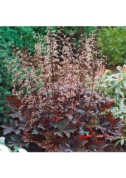 20 Adet Palace Purple Heuchera / Coral Bells Micrantha Tohumu