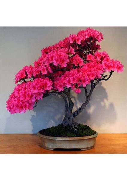 Bodur Pembe Azalea Bonsai Ağacı Tohumu 5 Adet Tohum