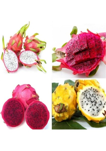 9 Adet 9 Renk Tropikal Dragon Fruit (Pitaya) Meyvesi Tohumu modelleri