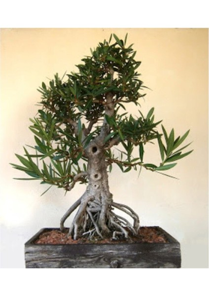 Beyaz Zakkum Bonzai Ağacı Tohumu 5 Adet Bonsai Ağacı Tohumu modelleri