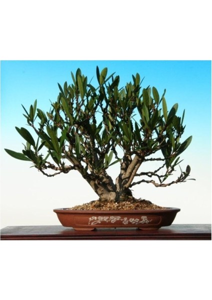 Beyaz Zakkum Bonzai Ağacı Tohumu 5 Adet Bonsai Ağacı Tohumu fırsatları