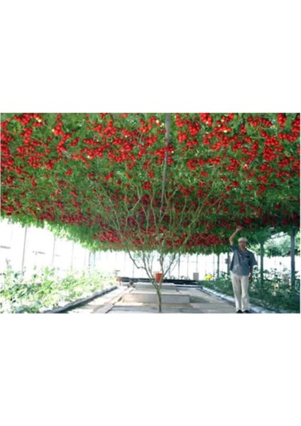 Eko Paket 35 Adet Tohum Italyan Domates Ağacı Tohumu