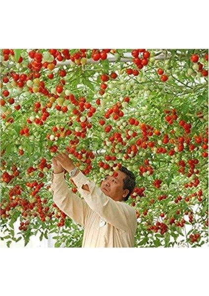 Eko Paket 35 Adet Tohum Italyan Domates Ağacı Tohumu indirimleri