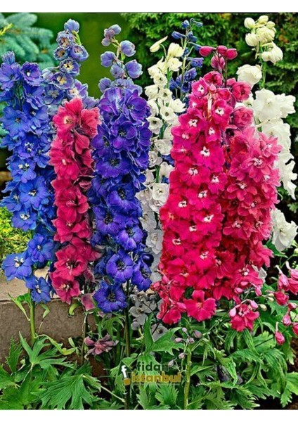 10 Adet Karışık Renkli Hazeran Çiçeği Tohumu fiyatları