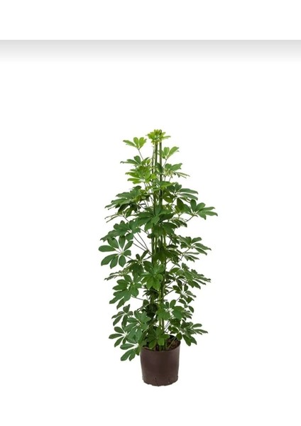 Yeşil Şeflera - 80-100 cm - Beş Parmak Bitkisi - Shefflera Arboricola - İç Mekan Bitkisi