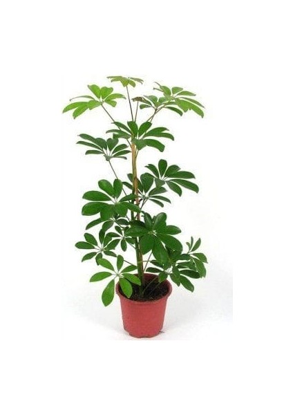 Yeşil Şeflera Bitkisi - 60-80 cm - Beş Parmak Bitkisi - Schefflera Arboricola - İç Mekan Bitkileri