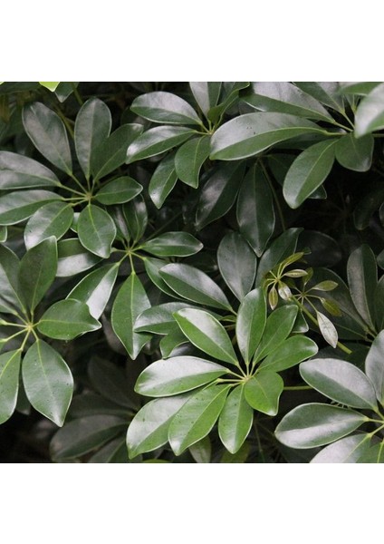 Yeşil Şeflera Bitkisi - 60-80 cm - Beş Parmak Bitkisi - Schefflera Arboricola - İç Mekan Bitkileri