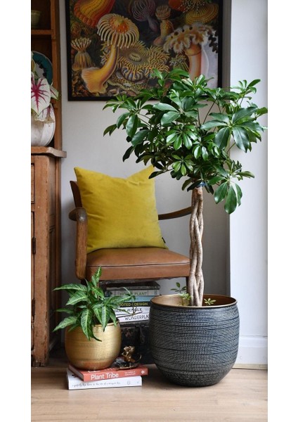 Yeşil Şeflera Bitkisi - 60-80 cm - Beş Parmak Bitkisi - Schefflera Arboricola - İç Mekan Bitkileri