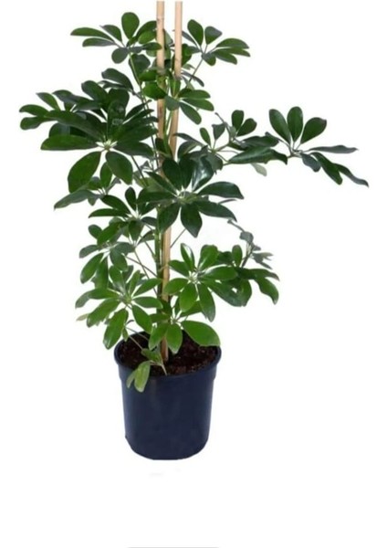 Yeşil Şeflera Bitkisi - 60-80 cm - Beş Parmak Bitkisi - Schefflera Arboricola - İç Mekan Bitkileri