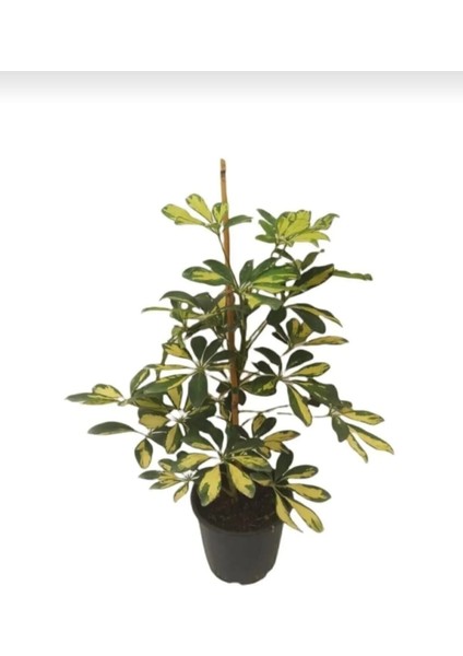 Alacalı Şeflera - 40-60 cm - Schefflera Gold Capella - İç Mekan Bitkisi