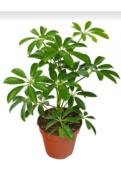 Yeşil Şeflera - 20-40 cm - Beş Parmak Bitkisi - Schefflera Arboricola - İç Mekan Bitkisi