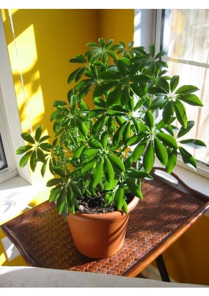 Yeşil Şeflera - 20-40 cm - Beş Parmak Bitkisi - Schefflera Arboricola - İç Mekan Bitkisi