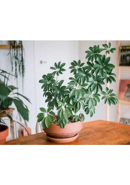 Yeşil Şeflera - 20-40 cm - Beş Parmak Bitkisi - Schefflera Arboricola - İç Mekan Bitkisi